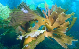 kelp bull 263x164 The Secret Benefits of Eating Organic Brown Seaweed