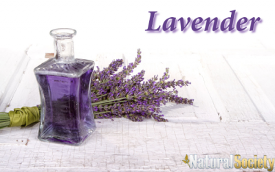 lavender oil