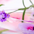 4 Herbs for Anxiety and Stress Reduction 4 Herbs for Anxiety and Stress Reduction