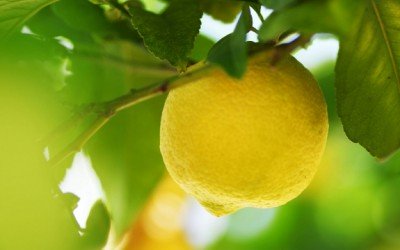 lemon in tree
