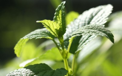lemon balm