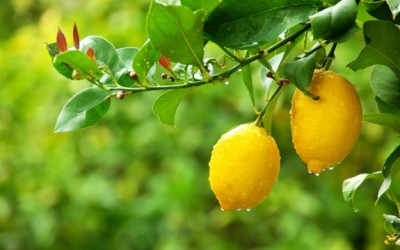 lemons in tree