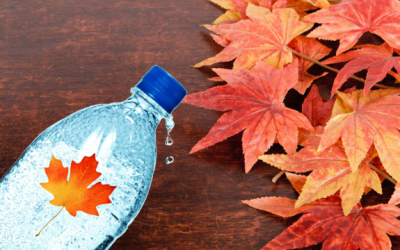maple water