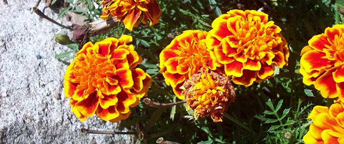 Marigolds