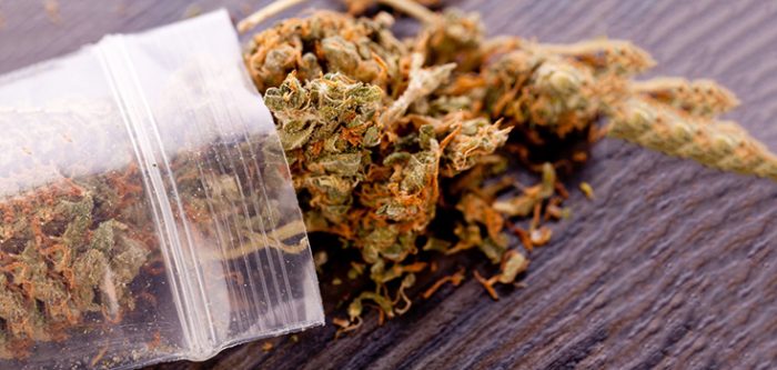 marijuana buds