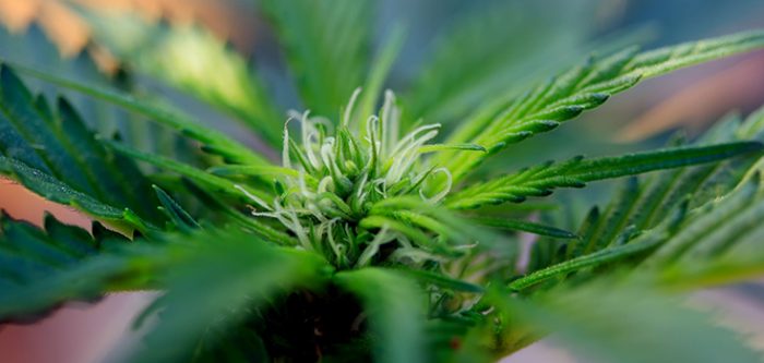 marijuana plant