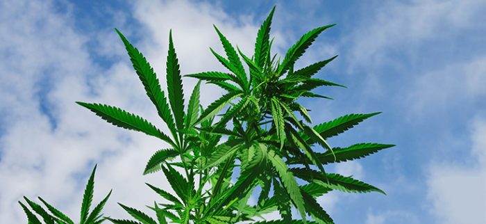 cannabis plant
