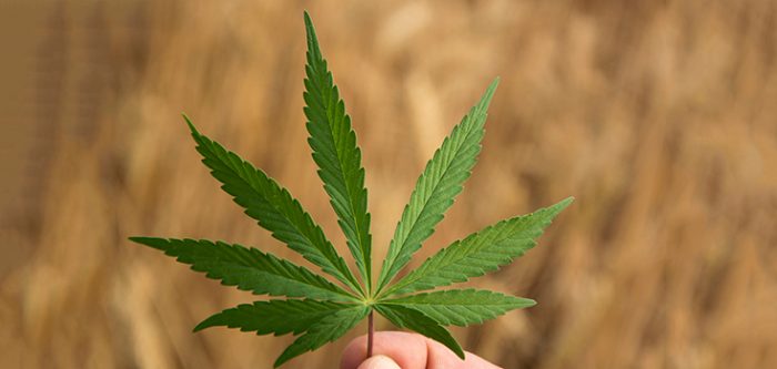 marijuana leaf
