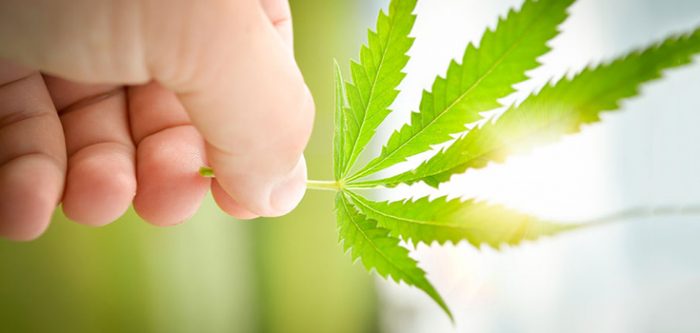 cannabis