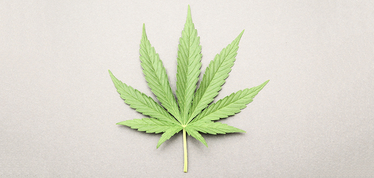 marijuana leaf