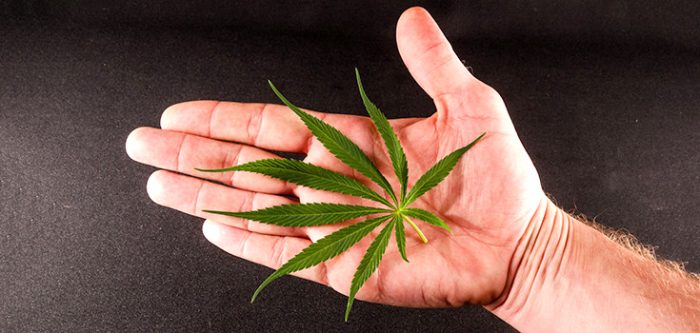 marijuana leaf