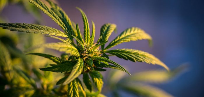 marijuana plant