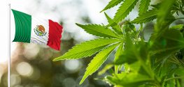 Mexico Just Beat the U.S. to Legalizing Medical Marijuana