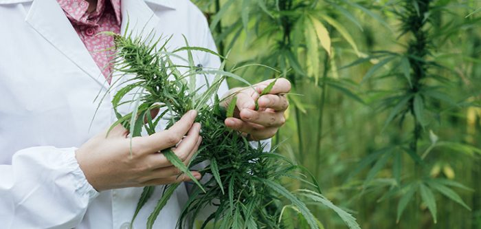 marijuana research