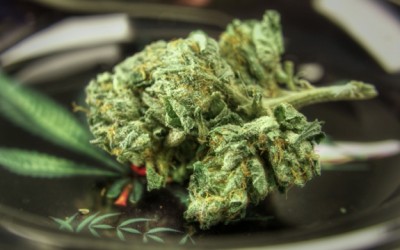 marijuana bud