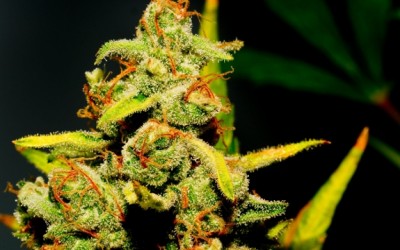 cannabis