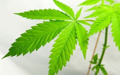 cannabis