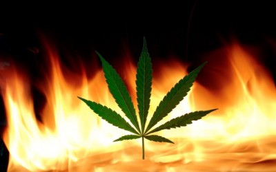 marijuana