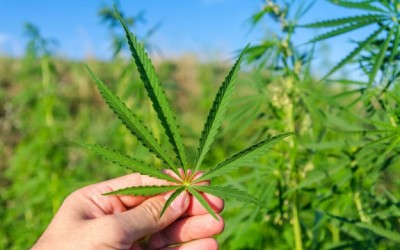 marijuana leaf