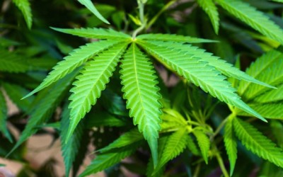 marijuana leaves