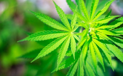 hemp