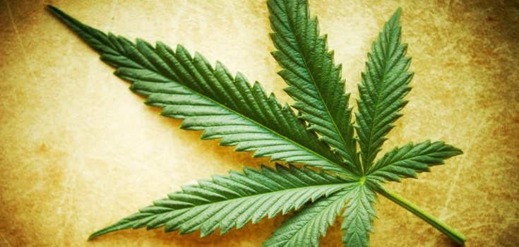 marijuana_leaf_background_735_350
