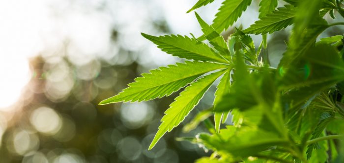marijuana
