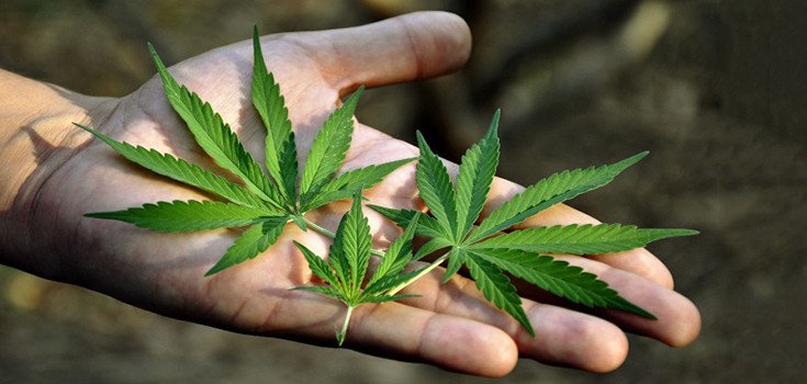 marijuana_leaves_hand_735-350