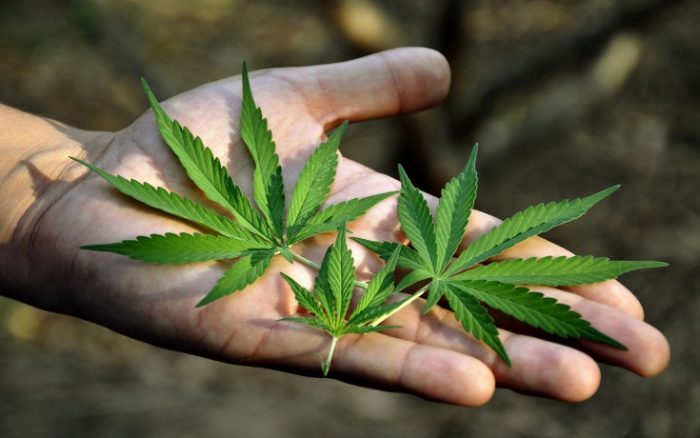marijuana leaves