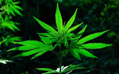 marijuana