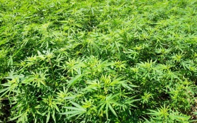 marijuana