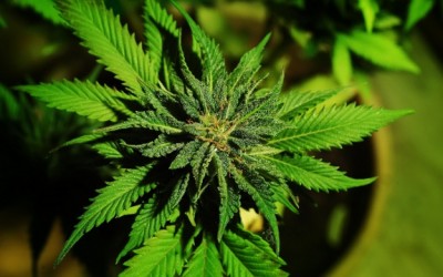 marijuana