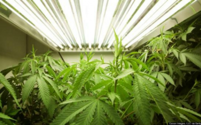 marijuana plants