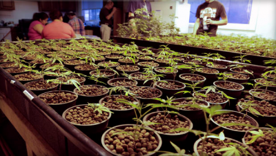 marijuana pots