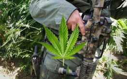 marijuana raid