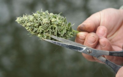 marijuana bud