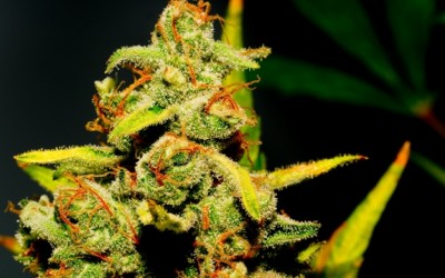 marijuana bud