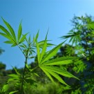 Fighting Cancer: Another Study Reveals the Cannabis and Cancer Prevention Link Fighting Cancer: Another Study Reveals the Cannabis and Cancer Prevention Link