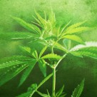 Marijuana Compounds: Highly Beneficial, Yet Illegal Marijuana Compounds: Highly Beneficial, Yet Illegal