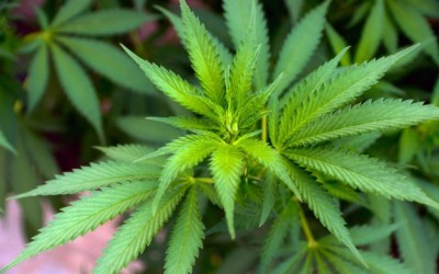 hemp plan
