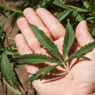 Shocking: Positive Effects of Marijuana on Lungs Shocking: Positive Effects of Marijuana on Lungs