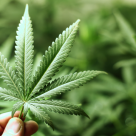 Marijuana and Cancer Relationship – Marijuana Found to Destroy Cancer Cells Marijuana and Cancer Relationship – Marijuana Found to Destroy Cancer Cells