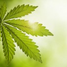 Why is Marijuana Illegal? | Examining the Health Aspects of Cannabis Why is Marijuana Illegal? | Examining the Health Aspects of Cannabis