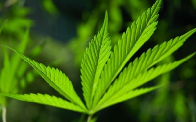 marijuana leaf