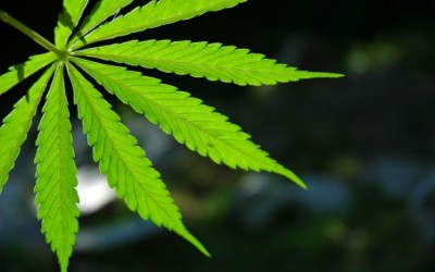 marijuana
