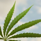 After 20 Years, Federal Court to Review Evidence on Therapeutic Value of Marijuana After 20 Years, Federal Court to Review Evidence on Therapeutic Value of Marijuana