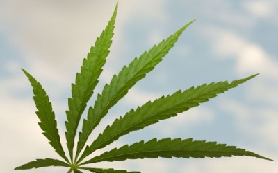 marijuana