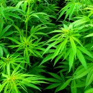Could Marijuana Help in Weight Loss? Could Marijuana Help in Weight Loss?