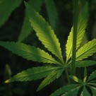 Marijuana Oil Helps 3-Year-Old Son Beat Cancer, Dad Says Marijuana Oil Helps 3-Year-Old Son Beat Cancer, Dad Says