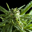 Tommy Chong Reveals Prostate Cancer Diagnosis, Treating with Hemp Oil Tommy Chong Reveals Prostate Cancer Diagnosis, Treating with Hemp Oil